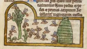 Detail of a miniature of bees