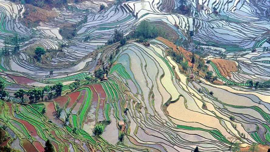 terrace field yunnan china