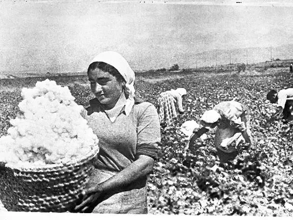 armenian_cotton