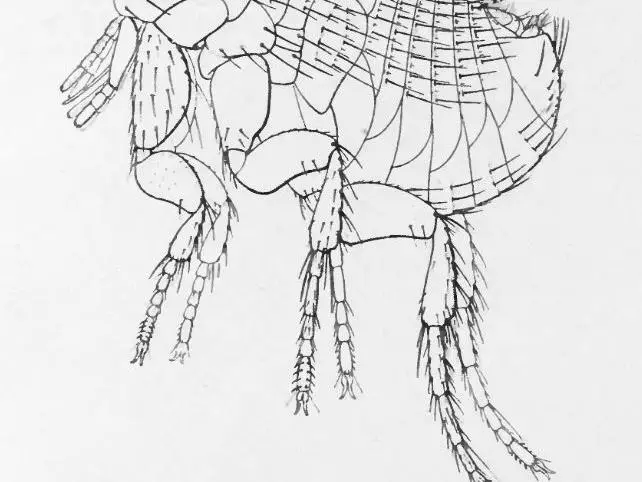 Xenopsylla cheopis - Rat flea