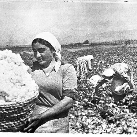 armenian_cotton