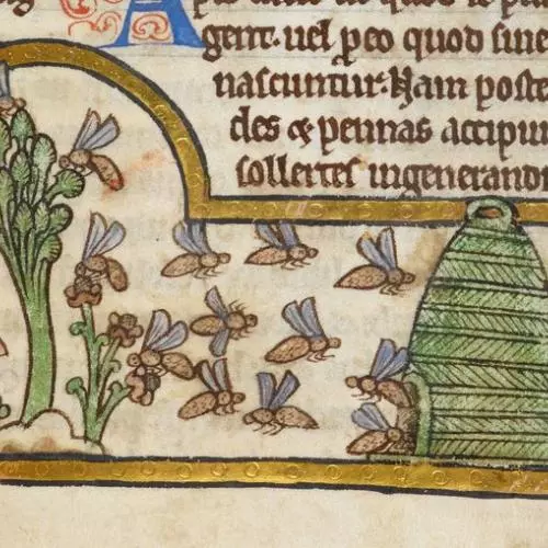 Detail of a miniature of bees collecting nectar and returning to their hive, from a bestiary with theological texts, England, c. 1200 - c. 1210,